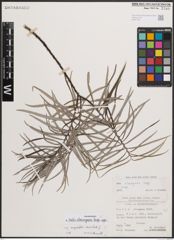 Foto von Salix eleagnos subsp. angustifolia (Cariot) Rech. f.